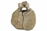 Hadrosaur (Edmontosaurus) Caudal Vertebra - Wyoming #349470-2